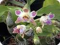 Chysis bruennowiana